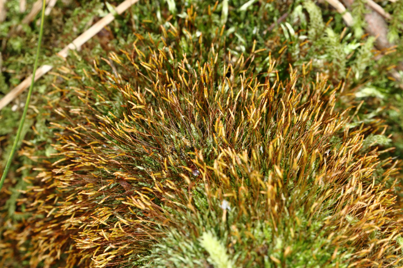 Tetraphis pellucida